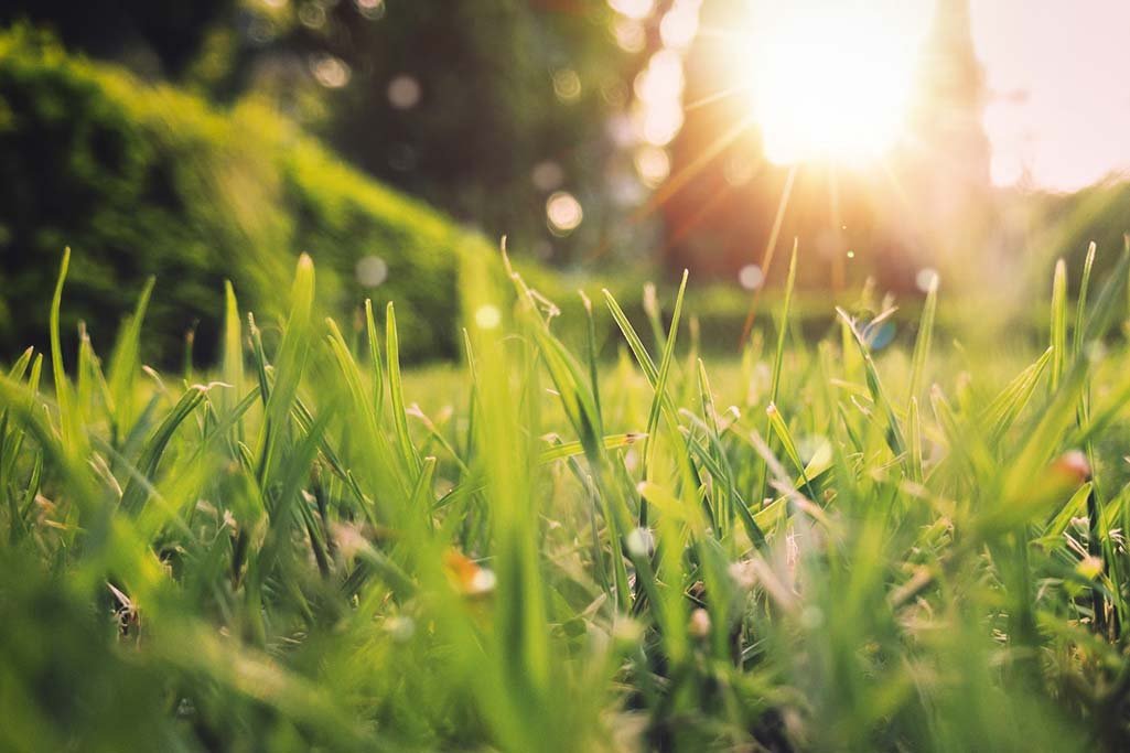 spring grass growing